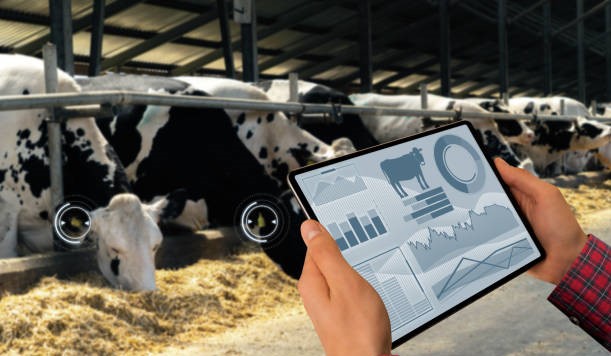 Cattle with someone managing information on a handheld tablet