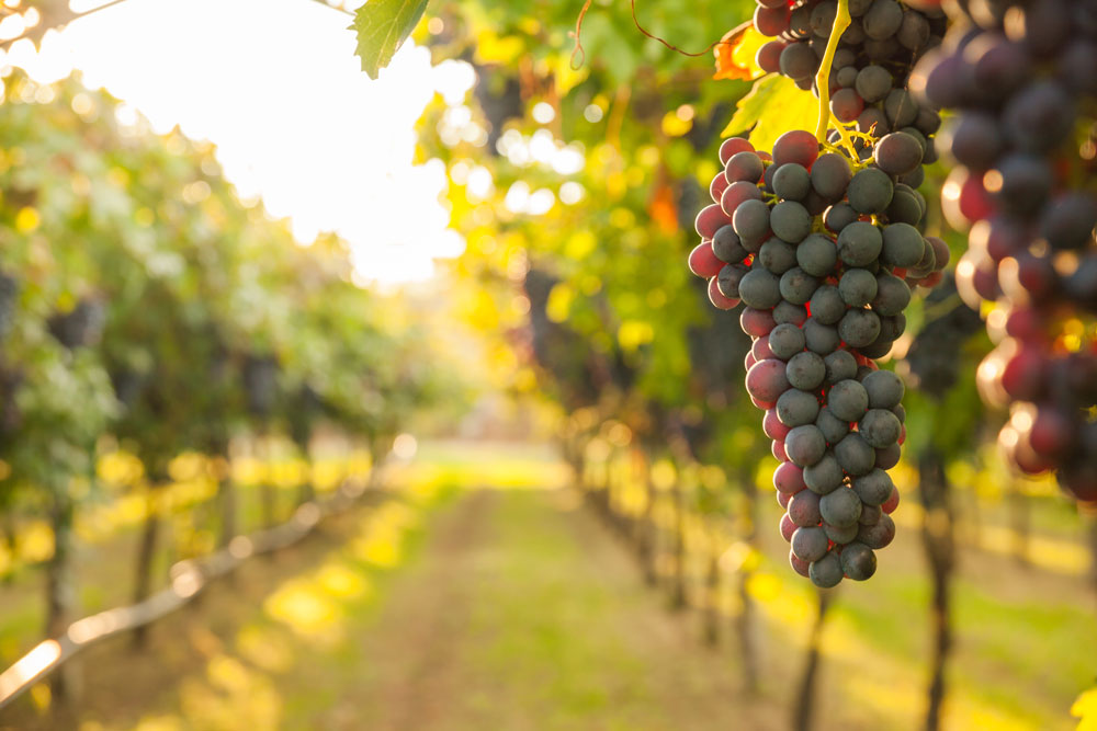 Mendoza Valley Vineyard